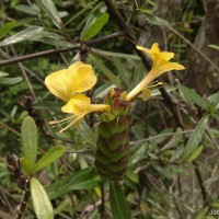 Barleria lupulina Lindl.